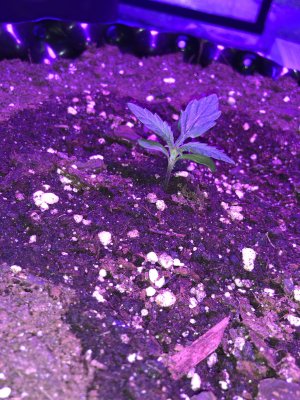 IMG_6806.JPG IMG_6806.JPG