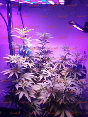 1303-wm-51267.5_watermarked.jpg 1303-wm-51267.5_watermarked.jpg