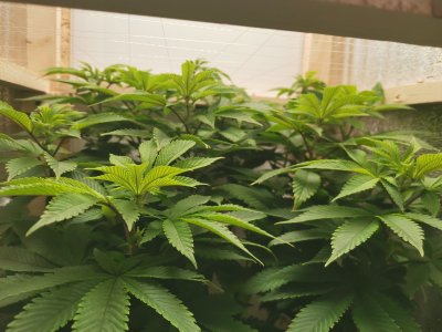 IMG_20221025_052115.jpg IMG_20221025_052115.jpg