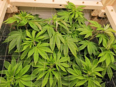 IMG_20221025_205743.jpg IMG_20221025_205743.jpg