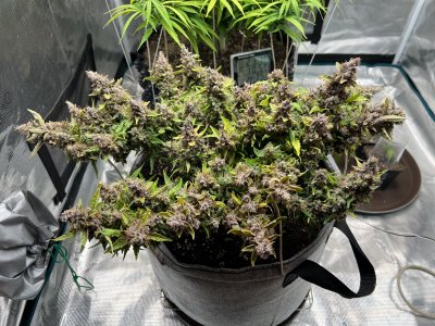 DF573751-E620-49B3-9BD7-0877B980EF73.jpeg DF573751-E620-49B3-9BD7-0877B980EF73.jpeg