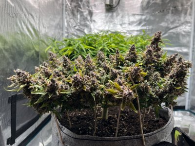 620E123A-1F4B-4BED-A9C9-EBF960C6BF2C.jpeg 620E123A-1F4B-4BED-A9C9-EBF960C6BF2C.jpeg