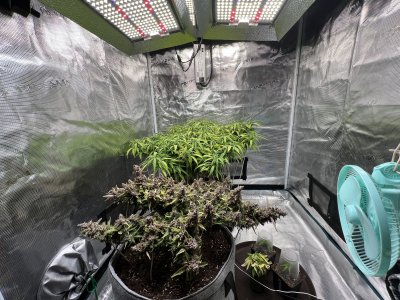 132673D9-D122-4084-A0C9-FA70FFDFD0F7.jpeg 132673D9-D122-4084-A0C9-FA70FFDFD0F7.jpeg