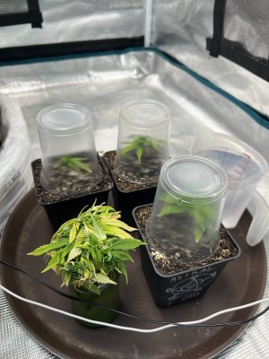 E5899A4B-101A-4FDB-B0DA-63B5A99084BF.jpeg E5899A4B-101A-4FDB-B0DA-63B5A99084BF.jpeg