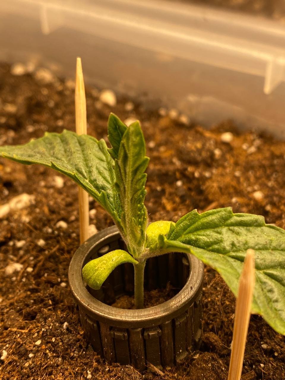 тянется, нравится.jpg