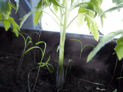 FF43F202-5267-494A-9AFC-90C38F5A91D6.png FF43F202-5267-494A-9AFC-90C38F5A91D6.png