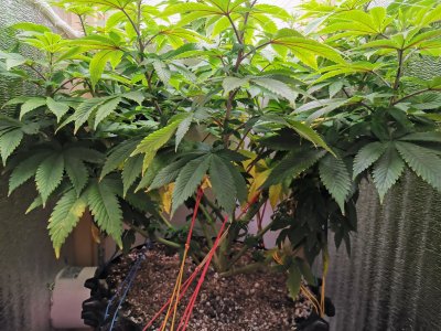 IMG_20221103_202553.jpg IMG_20221103_202553.jpg