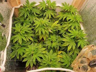 IMG_20221103_202604.jpg IMG_20221103_202604.jpg