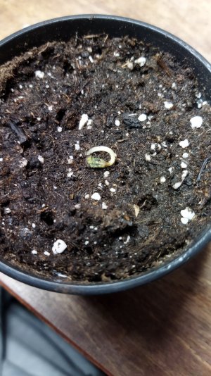 IMG_20221104_114423.jpg IMG_20221104_114423.jpg