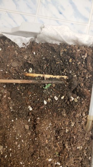 P21104-163631.jpg P21104-163631.jpg