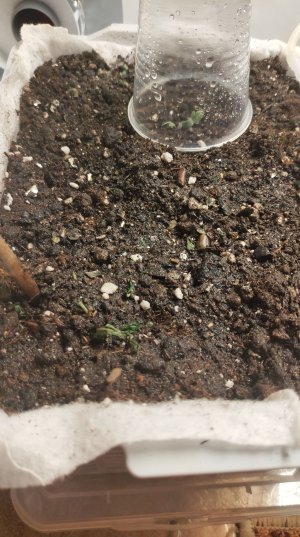 P21104-163918.jpg P21104-163918.jpg