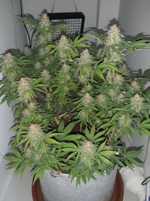 20221105_134513.jpg 20221105_134513.jpg