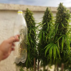 IMG_20221012_160747.jpg IMG_20221012_160747.jpg