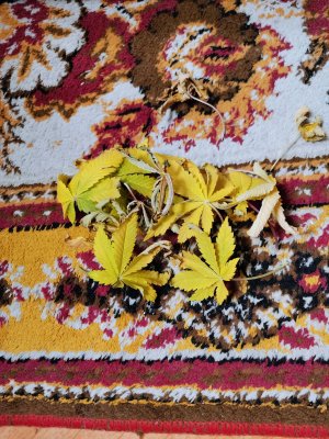 IMG_20221105_092620.jpg IMG_20221105_092620.jpg