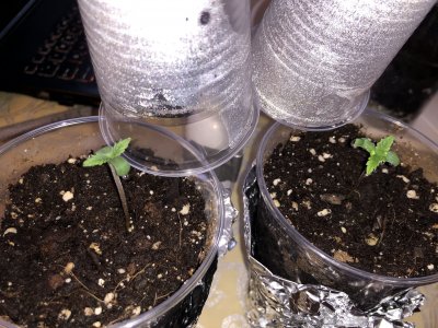 145DCB13-E613-4A24-B0FE-5280ED19D2F7.jpeg 145DCB13-E613-4A24-B0FE-5280ED19D2F7.jpeg