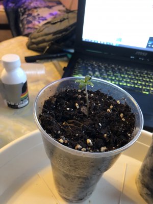 401421D2-3AB7-485D-8D1C-7EB1659447E1.jpeg 401421D2-3AB7-485D-8D1C-7EB1659447E1.jpeg