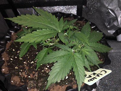 DBE0D001-646B-4979-959B-AD334F709968.jpeg DBE0D001-646B-4979-959B-AD334F709968.jpeg