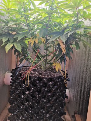 IMG_20221107_130931.jpg IMG_20221107_130931.jpg