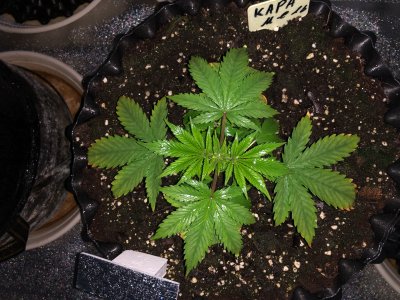 9533C5EA-2780-4C7C-B8E7-E52F1338D232.jpeg 9533C5EA-2780-4C7C-B8E7-E52F1338D232.jpeg