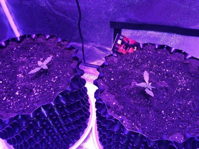 32603E20-1B57-47DD-8BB3-F372EE5D34DB.jpeg 32603E20-1B57-47DD-8BB3-F372EE5D34DB.jpeg