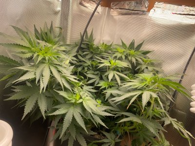 A450F5B6-2C79-4683-9A78-F1B3FA197A96.jpeg A450F5B6-2C79-4683-9A78-F1B3FA197A96.jpeg