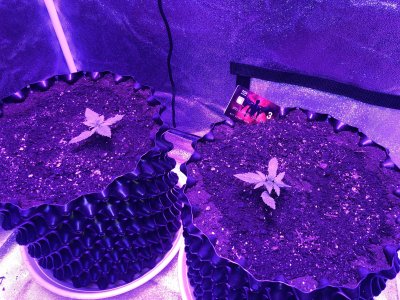 86BBB816-D928-4719-8ABA-FB5D296054D9.jpeg 86BBB816-D928-4719-8ABA-FB5D296054D9.jpeg