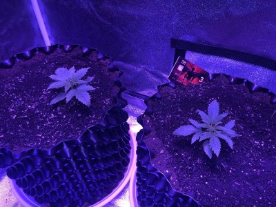 IMG_7094.JPG IMG_7094.JPG