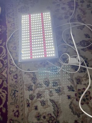 9CEC61BD-58C9-47AC-9182-95656B304DC0.jpeg 9CEC61BD-58C9-47AC-9182-95656B304DC0.jpeg