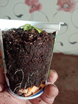 IMG_20221125_140846.jpg IMG_20221125_140846.jpg