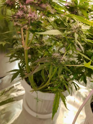 20221129_214559.jpg 20221129_214559.jpg