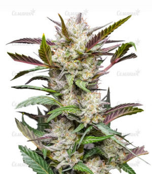 1669800399534.png 1669800399534.png