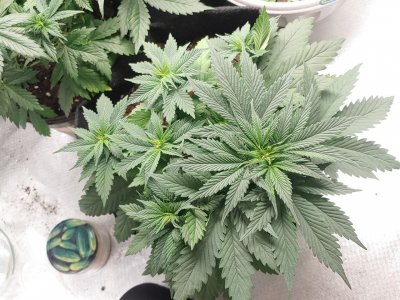 Cream caramel CBD Cream caramel CBD