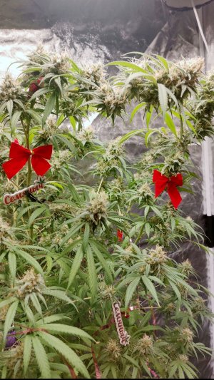 Screenshot_20221203-152143_Gallery.jpg Screenshot_20221203-152143_Gallery.jpg