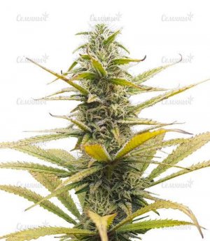 sort-Auto-Bruce-Lemon-Diesel.jpg