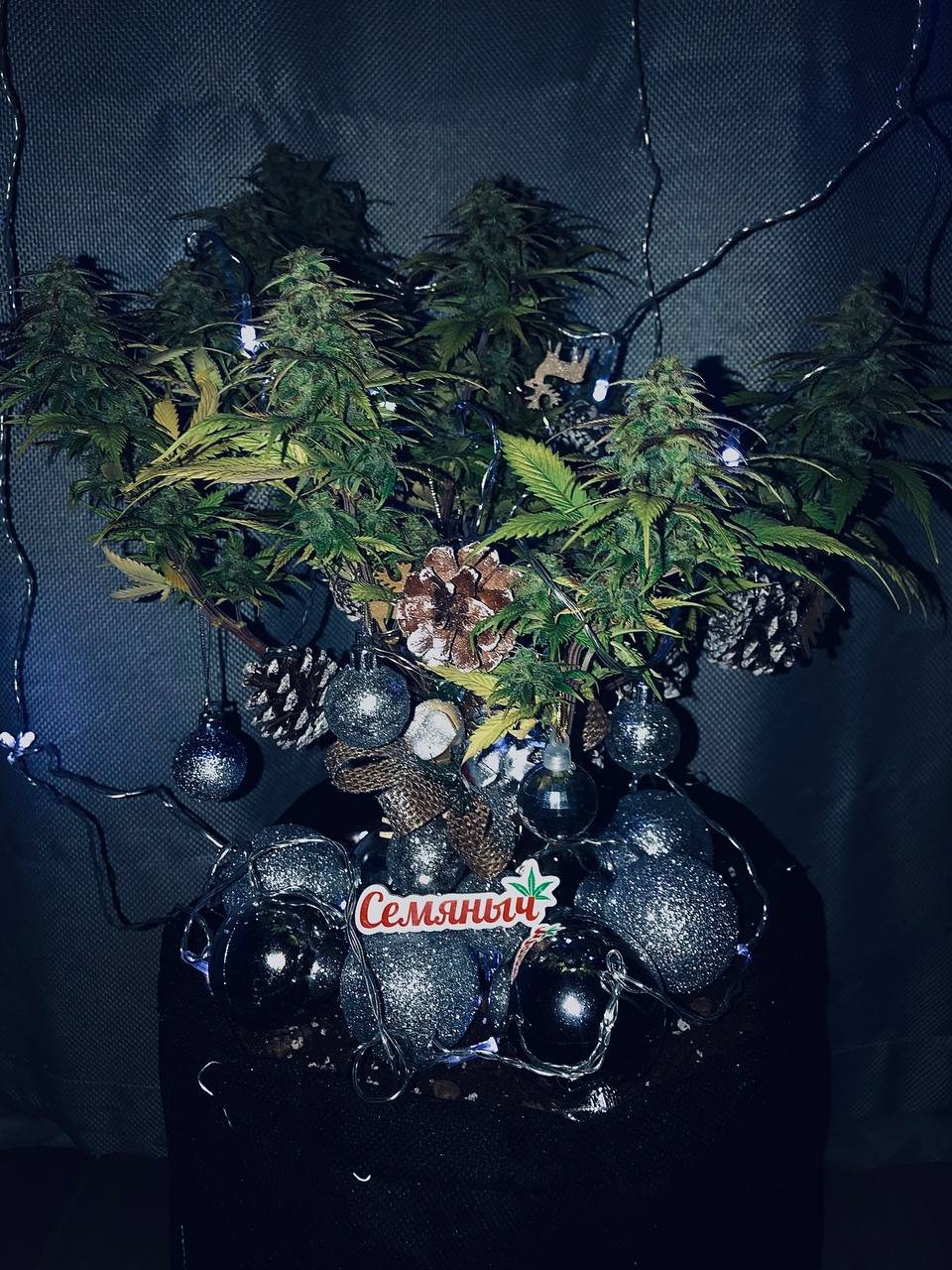 photo_2022-12-03_21-00-28.jpg photo_2022-12-03_21-00-28.jpg