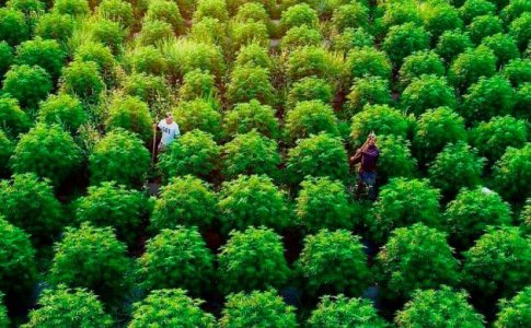 выращивание конопли