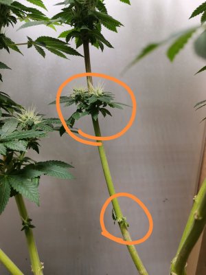 IMG_20221206_184359_edit_296678215969834.jpg IMG_20221206_184359_edit_296678215969834.jpg