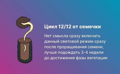 12/12 от семян