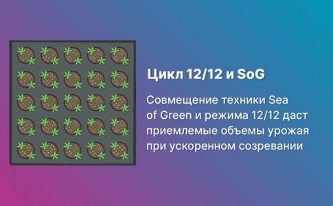 SoG и 12/12 – идеальный тандем
