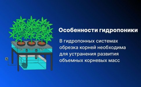 Подрезка корней при грове в почве Подрезка корней при грове в почве