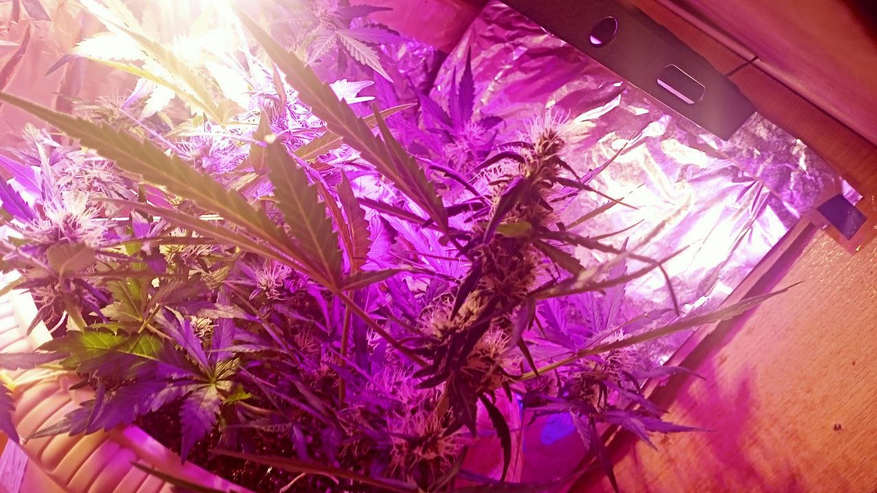 photo_2022-12-09_06-54-11 (2).jpg photo_2022-12-09_06-54-11 (2).jpg