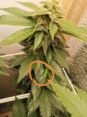 IMG_20221209_201140_edit_445300550708094.jpg IMG_20221209_201140_edit_445300550708094.jpg