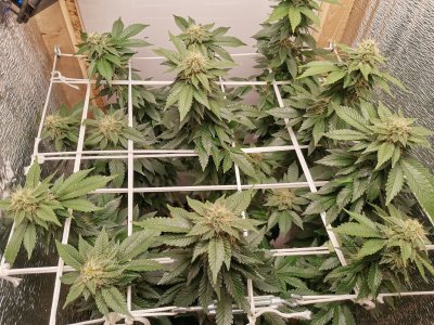 IMG_20221210_190229.jpg IMG_20221210_190229.jpg