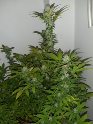 20221212_142535.jpg 20221212_142535.jpg