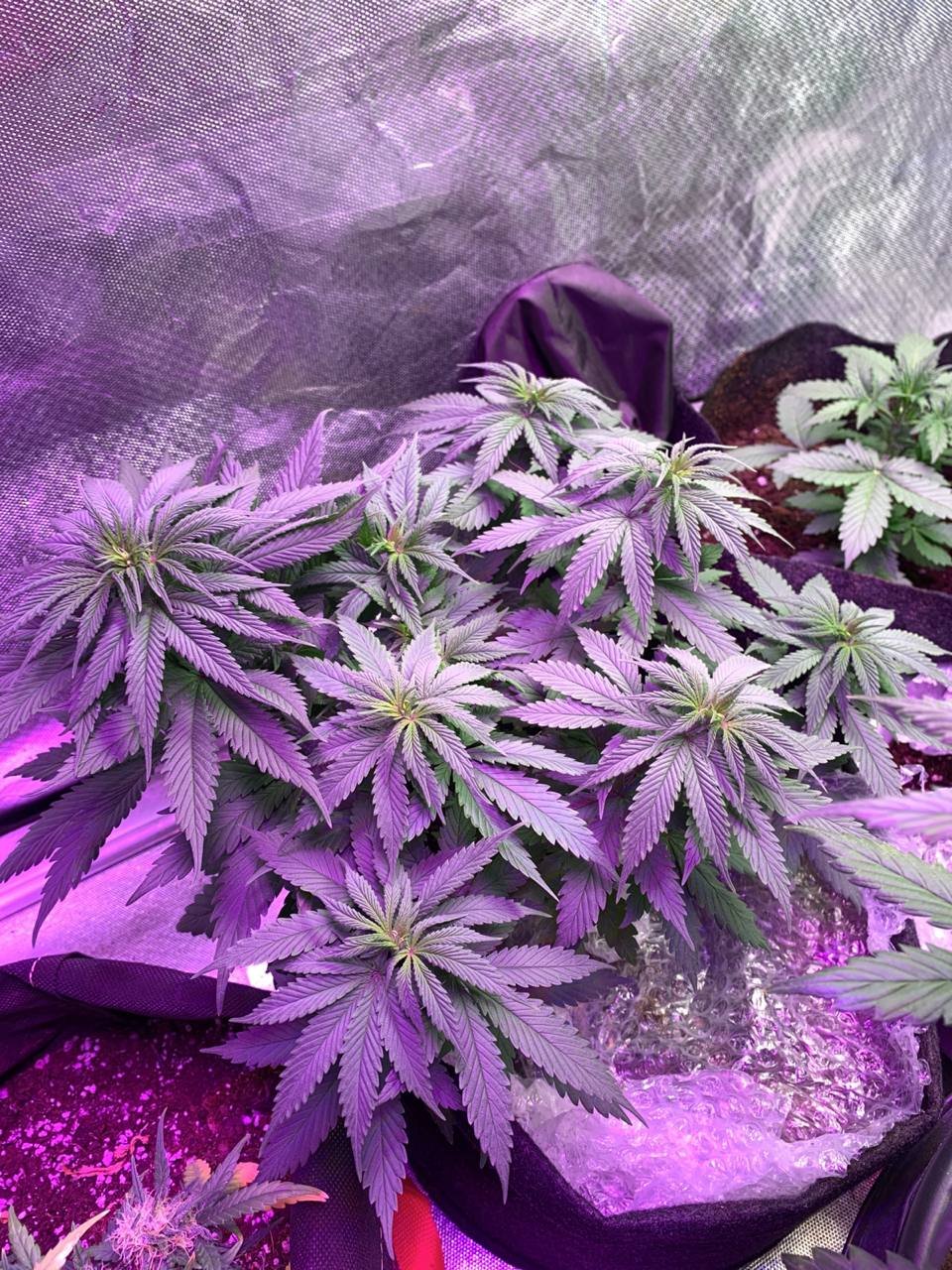 IMG_20221214_231826_526.jpg IMG_20221214_231826_526.jpg