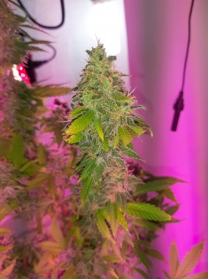 20221215_100539.jpg 20221215_100539.jpg