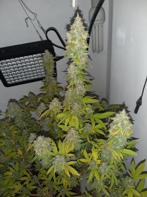 20221215_111545.jpg 20221215_111545.jpg