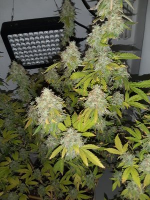 20221215_135139.jpg 20221215_135139.jpg