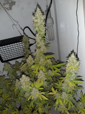 20221215_135149.jpg 20221215_135149.jpg