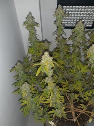 20221216_085325.jpg 20221216_085325.jpg